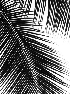 Feuilles de palmier se bouchent