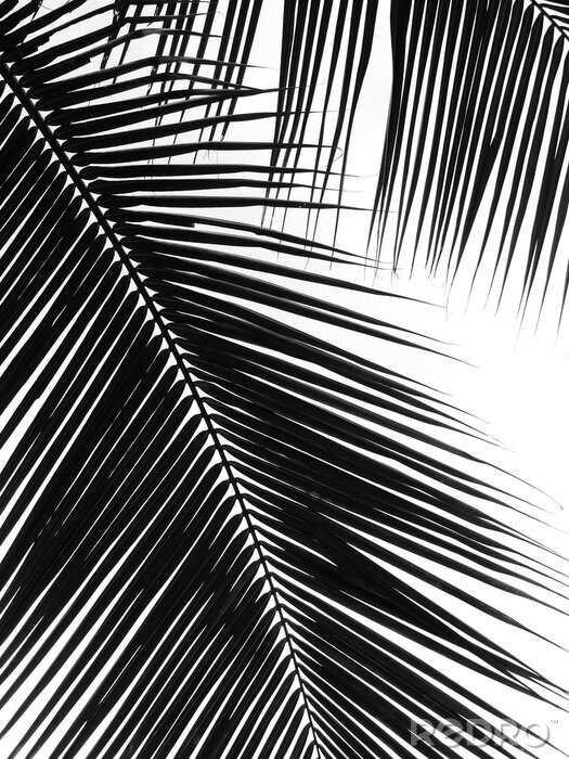 Papier peint  Feuilles de palmier se bouchent