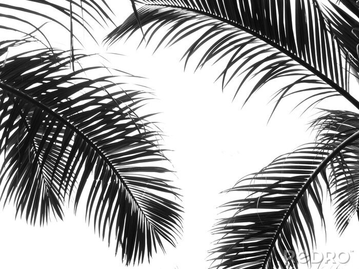 Papier peint  Feuilles de palmier sur fond blanc