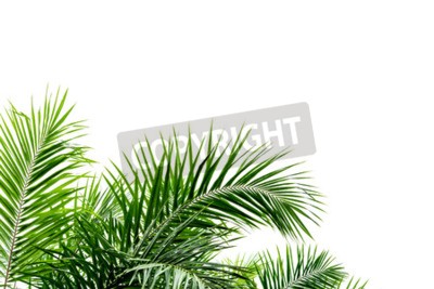 Papier peint  Feuilles de palmier sur fond blanc