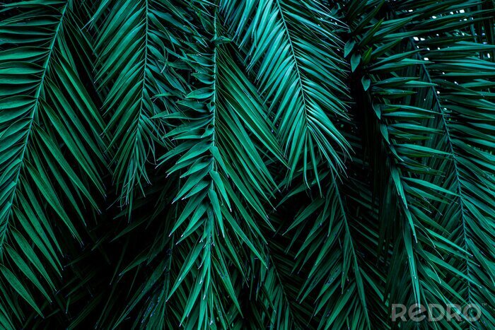 Papier peint  Feuilles de palmier tropicales 3D