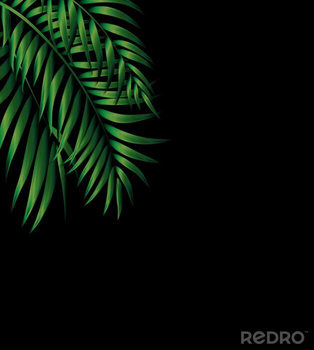 Papier peint  Feuilles de palmier vert foncé sur fond noir