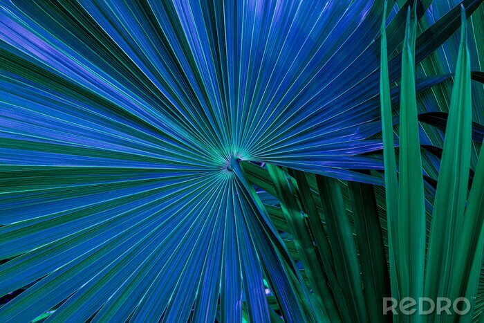 Papier peint  Feuilles de palmier vertes et bleues