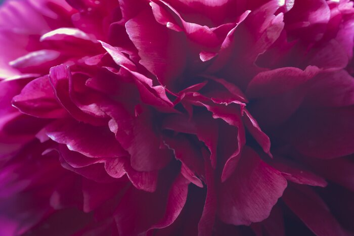 Papier peint  Feuilles de pivoine violette