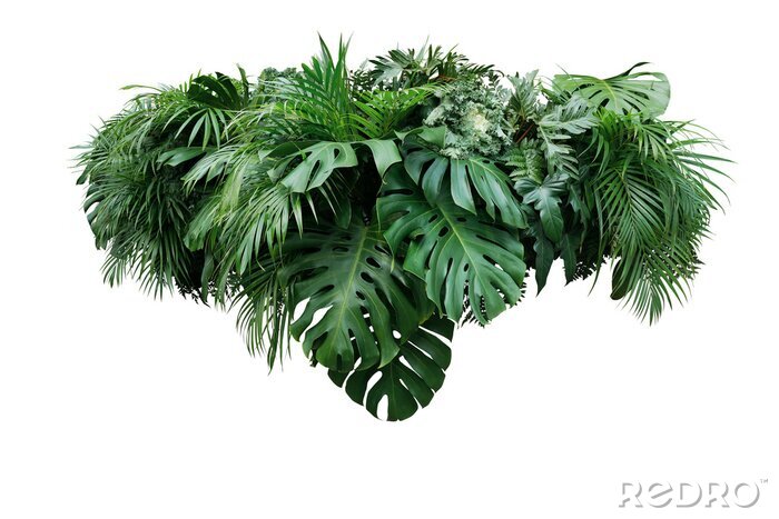 Papier peint  Feuilles de plantes tropicales