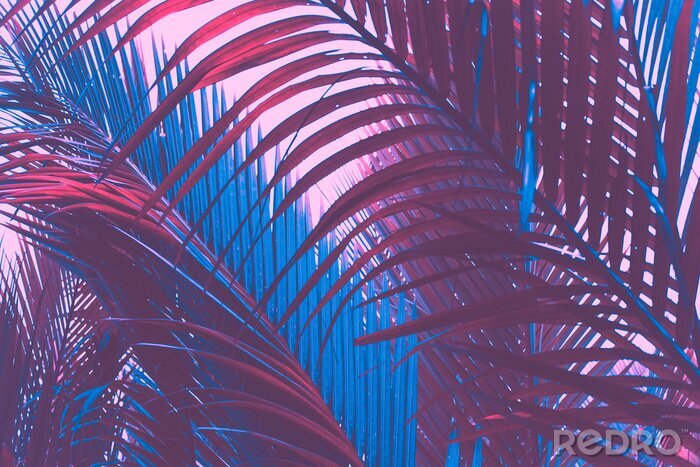 Papier peint  Feuilles de plantes tropicales aux couleurs bleu-violet