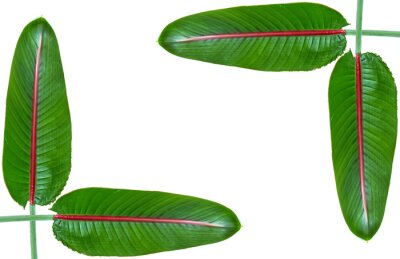 Papier peint  Feuilles de strelitzia e, bordure de cadre, fond blanc 