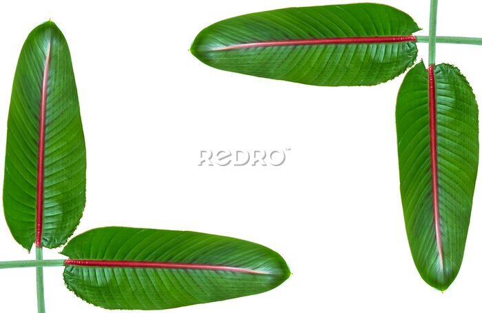 Papier peint  Feuilles de strelitzia e, bordure de cadre, fond blanc 