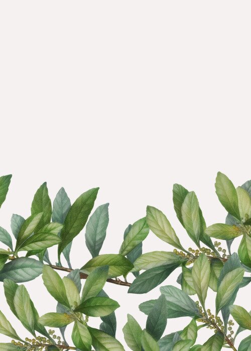 Papier peint  Feuilles et bourgeons foliaires sur rameaux