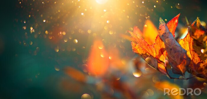 Papier peint  Feuilles lumineuses colorées d'automne se balançant dans un arbre dans le parc automnal. Automne fond coloré, toile de fond d'automne