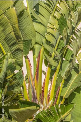 Papier peint  feuilles ressemblant à des bananes d'un grand Strelitzia nicolai, plante blanche oiseau de paradis