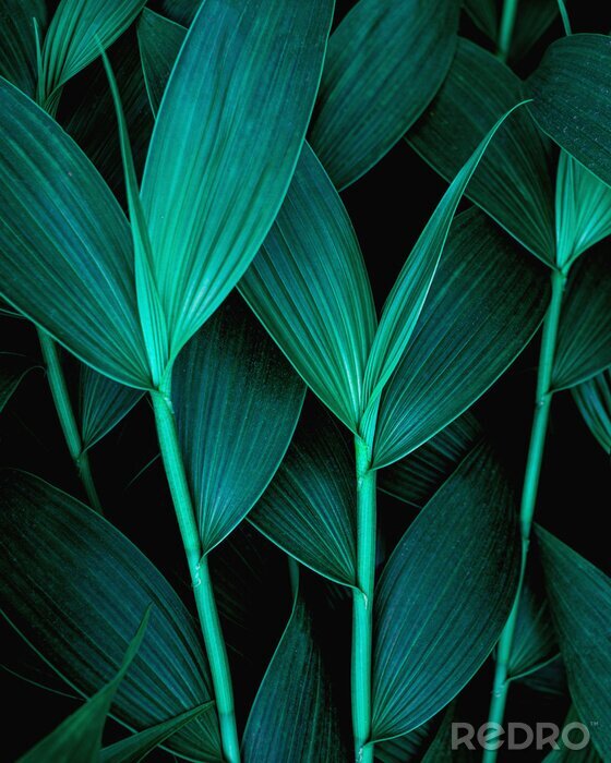 Papier peint  Feuilles sombres de plantes tropicales