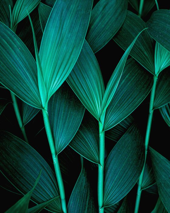 Papier peint  Feuilles sombres de plantes tropicales