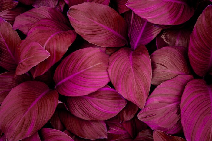 Papier peint  Feuilles tropicales abstraites