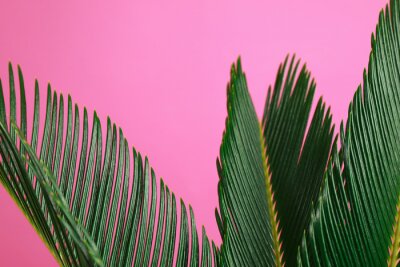 Papier peint  Feuilles tropicales sur fond rose