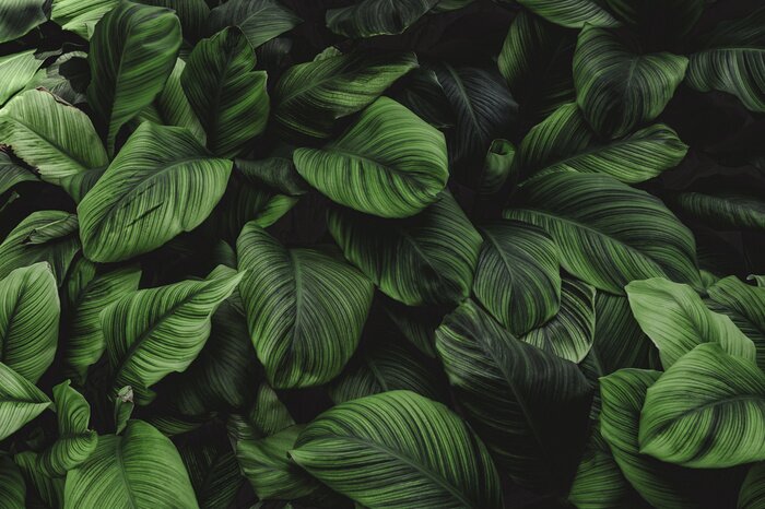 Papier peint  Feuilles vert foncé