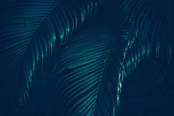 Papier peint  Feuilles vert foncé d'une plante tropicale