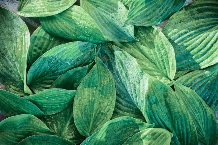 Papier peint  Feuilles vertes dans les gouttes de pluie