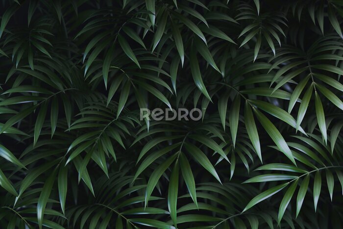 Papier peint  Feuilles vertes de palmier sur un fond sombre