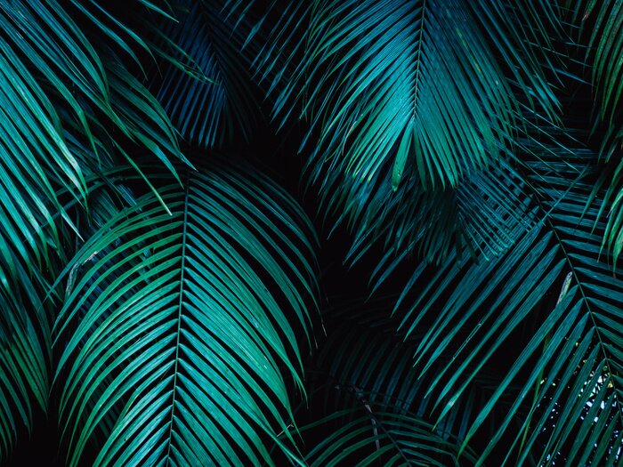 Papier peint  Feuilles vertes de plantes exotiques