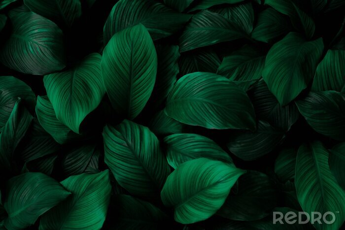 Papier peint  Feuilles vertes de Spathiphyllum cannifolium