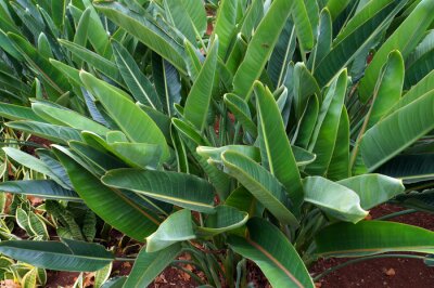 Papier peint  Feuilles vertes de Strelitzia.
