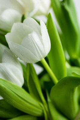 Feuilles vertes et fleur blanche