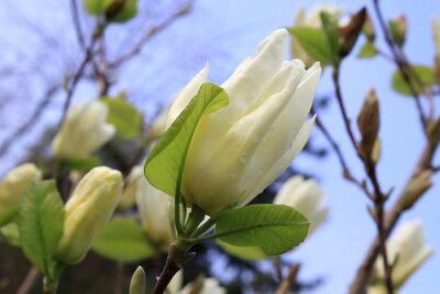Papier peint  Feuilles vertes et magnolia blanc
