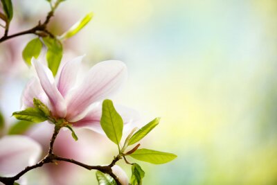 Feuilles vertes et magnolias