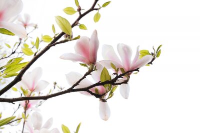 Feuilles vertes et magnolias blancs