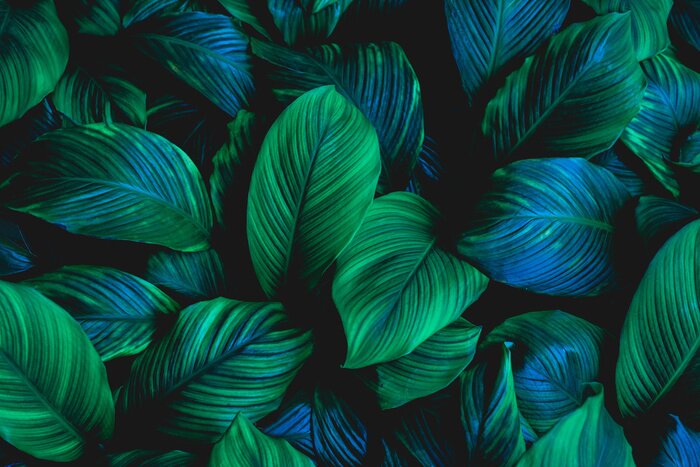 Papier peint  Feuilles vertes foncées