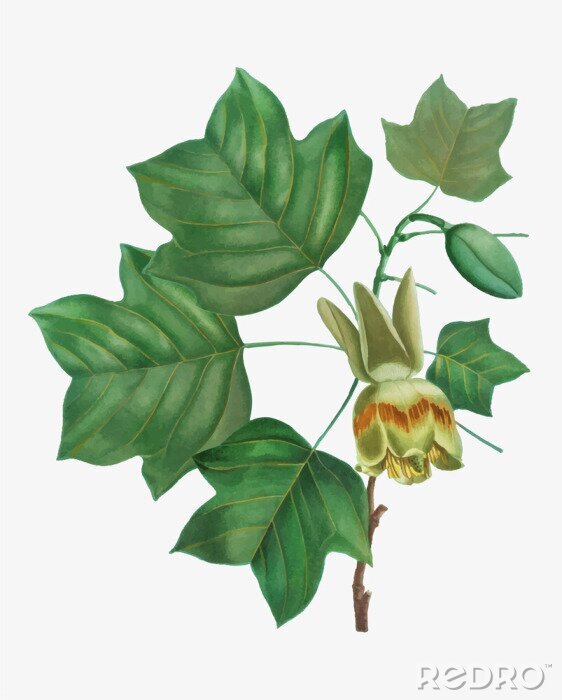 Papier peint  Feuilles vertes sur une branche de tulipier