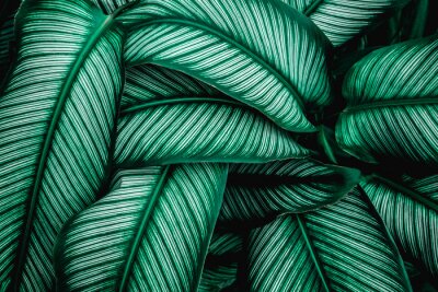 Papier peint  Feuilles vertes tropicales