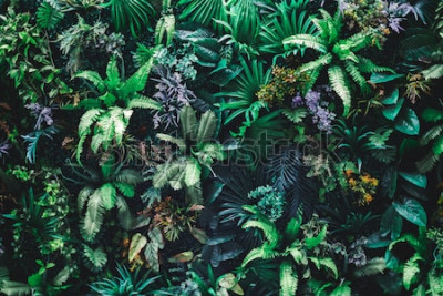 Papier peint  Feuilles vertes tropicales dans le jardin