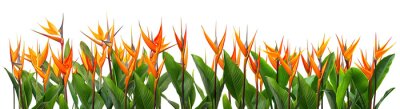 Papier peint  field of orange Strelitzia Reginae tropical flowers, isolated on a transparent background. PNG, cutout, or clipping path.	
