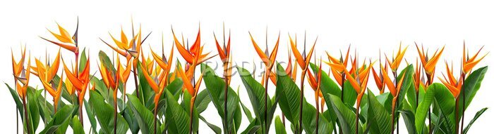 Papier peint  field of orange Strelitzia Reginae tropical flowers, isolated on a transparent background. PNG, cutout, or clipping path.	
