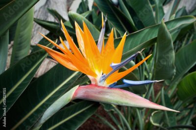 Papier peint  Fin, haut, Strelitzia, reginae, oiseau, paradis, grenouille, lis, ou, symbole ... Funchal, île de Madère, Portugal.