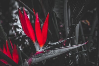 Papier peint  Fine art image of a strelitzia flower