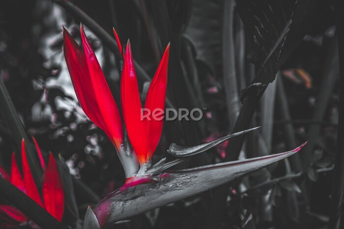 Papier peint  Fine art image of a strelitzia flower