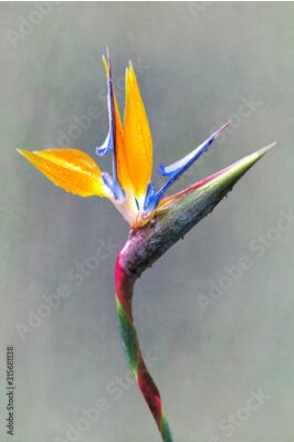 Papier peint  fine art Strelitzia flower
