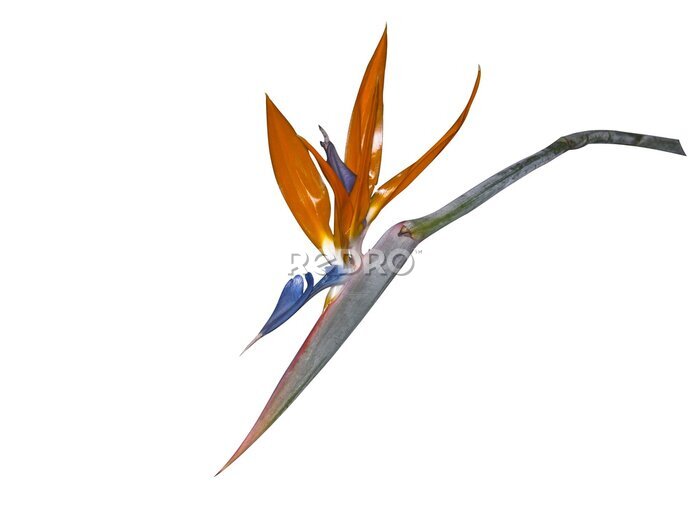 Papier peint  fiore di fondo Strelitzia su bianco