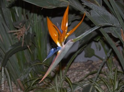 Papier peint  fiore di Strelitzia
