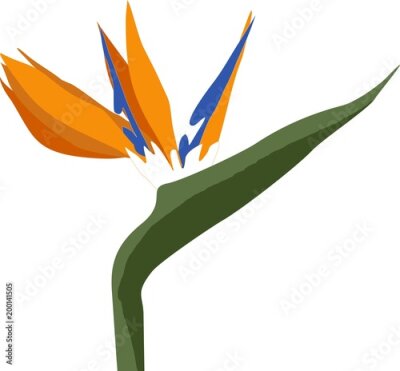 Papier peint  Fiore di Strelitzia reginae o uccello del paradiso