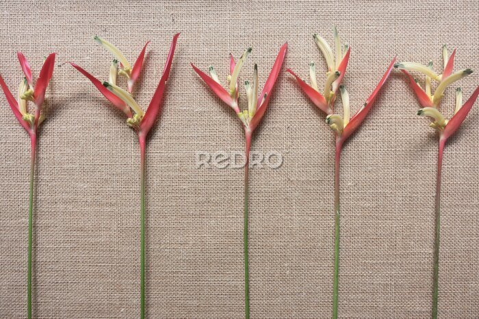 Papier peint  Five pink strelitzia flowers in a row on a natural hessian background in minimalist style.