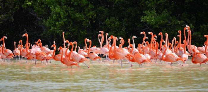 Papier peint  Flamands roses dans l'étang