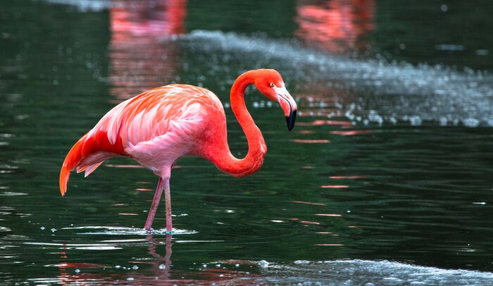 Papier peint  Flamant rose avec une eau verte en arrière-plan