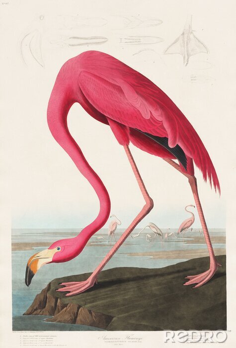 Papier peint  Flamant rose dans un style vintage