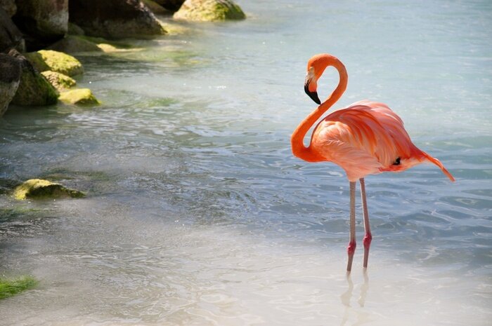 Papier peint  Flamant rose marchant dans l'eau