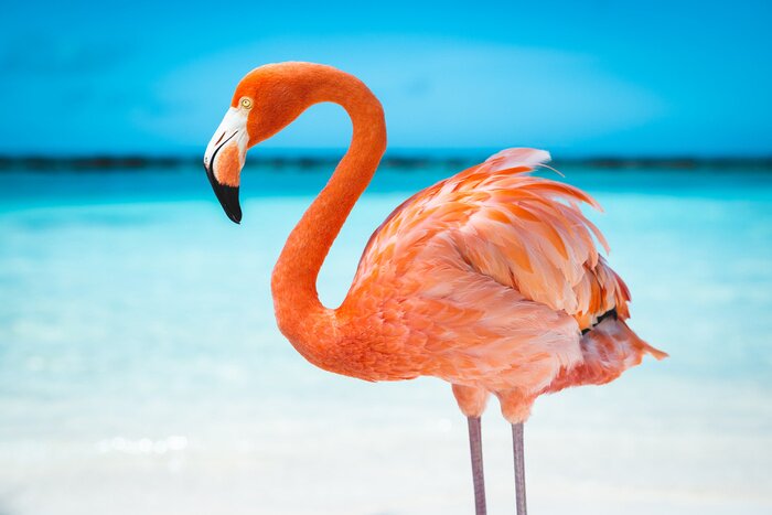Papier peint  Flamant rose sur fond d'eau bleue