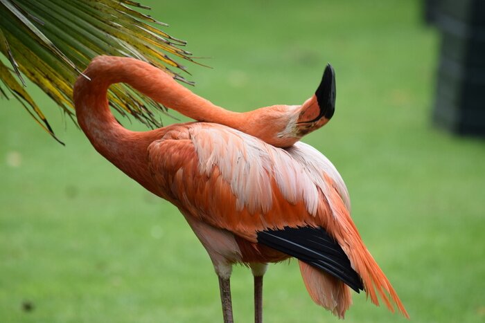 Papier peint  Flamant rose sur l'herbe verte